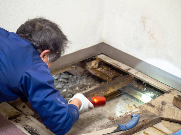 Best Crawl Space Mold Removal  in Toquerville, UT