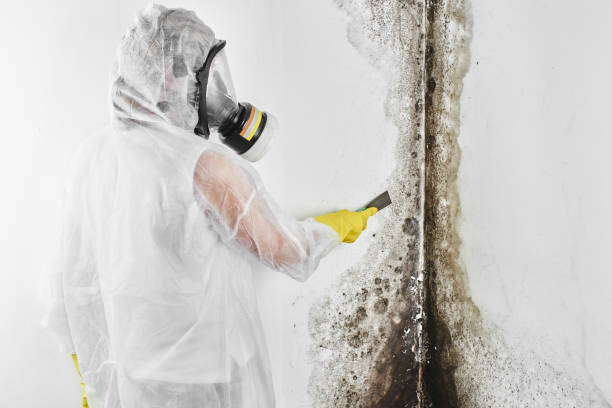 Best Black Mold Removal  in Toquerville, UT