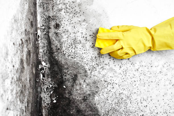 Best Commercial Mold Removal  in Toquerville, UT