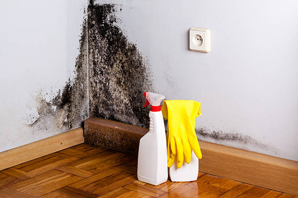 Best Local Mold Removal Service  in Toquerville, UT
