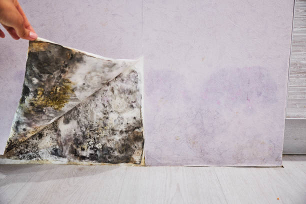 Best Best Mold Removal Companies  in Toquerville, UT